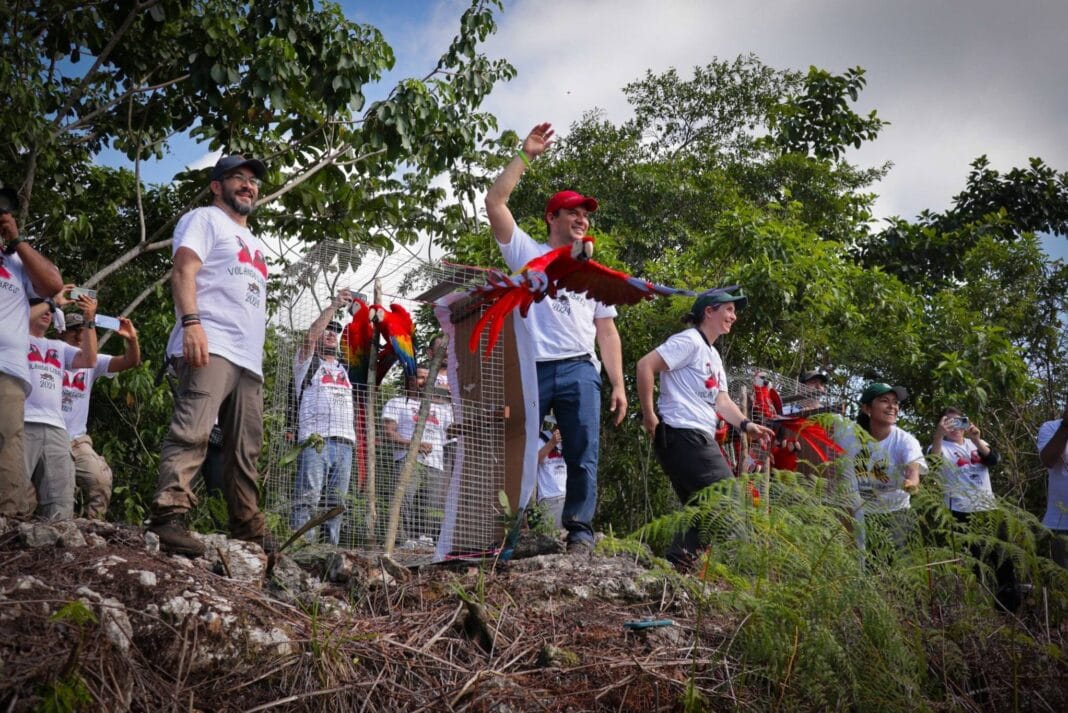 Liberacion-guacamayas-SelvaLacandon