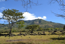 INAB refuerza compromiso con la conservación y manejo sostenible del bosque seco en Guatemala