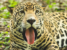 Conap y PNUD anuncian alianza para fortalecer la conservación del jaguar en Guatemala