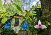 Orquigonia: el santuario de orquídeas y biodiversidad más importante de Cobán