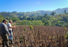 🌎🔥 FAO y PMA solicitan financiamiento urgente para enfrentar los impactos de El Niño en 22 países, incluido Guatemala