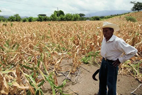 MAGA alerta sobre anomalías climáticas que afectan la producción agrícola