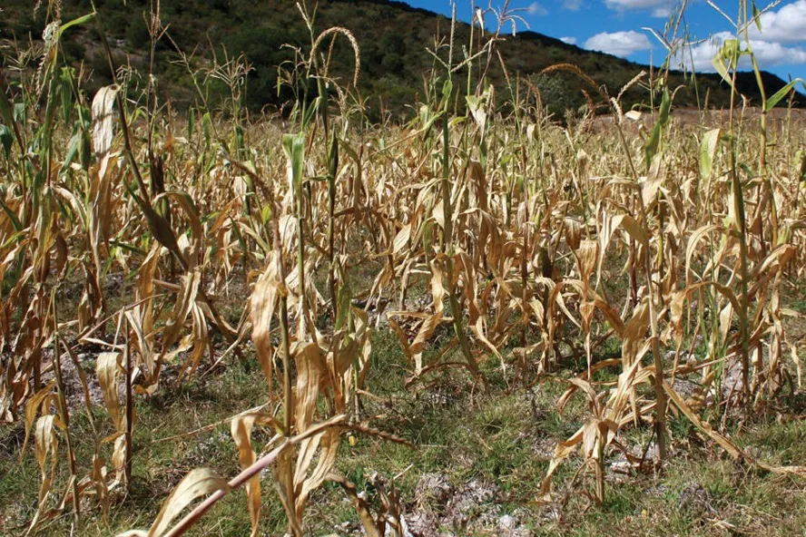 MAGA alerta sobre anomalías climáticas que afectan la producción agrícola